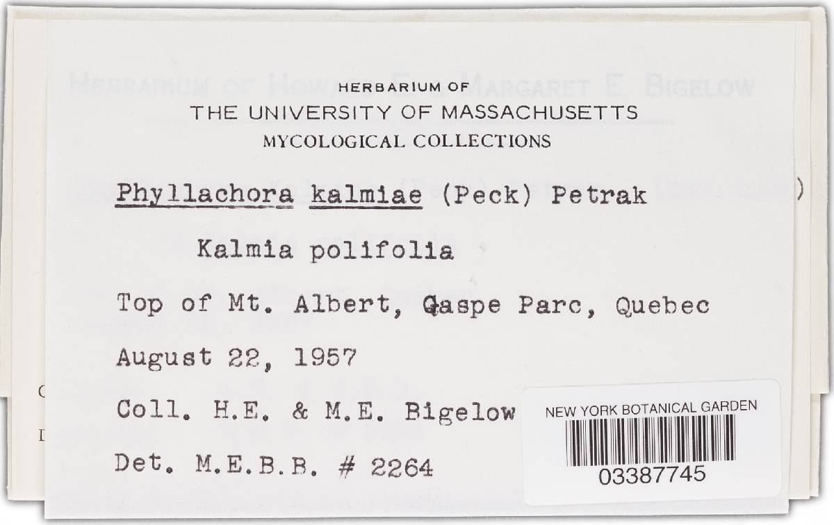 Phylleutypa kalmiae image