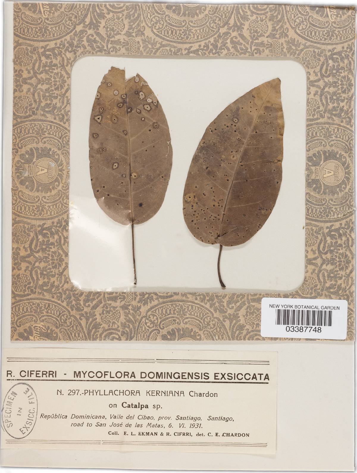 Phyllachora kerniana image