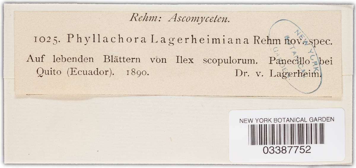 Phyllachora lagerheimiana image