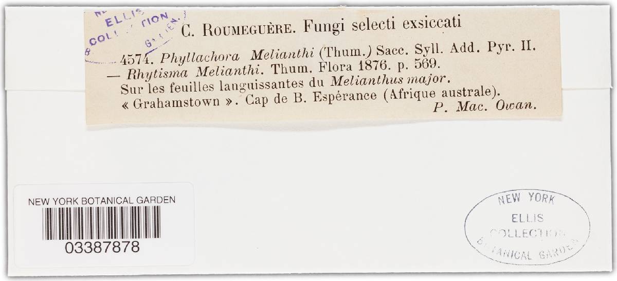 Phyllachora melianthi image