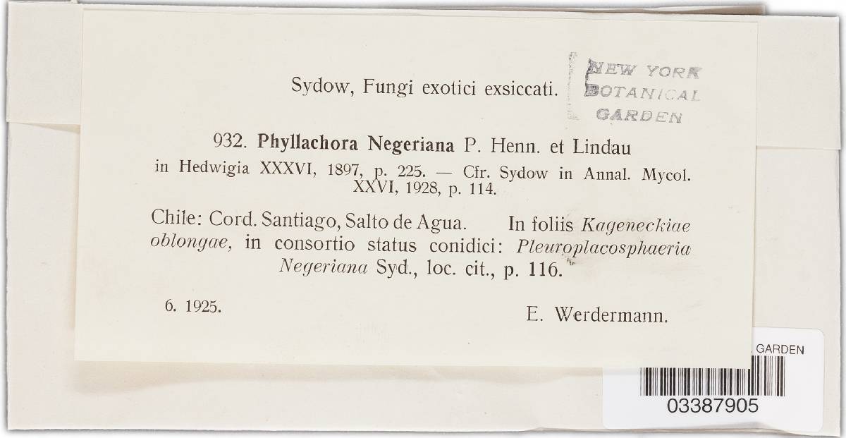 Phyllachora negeriana image