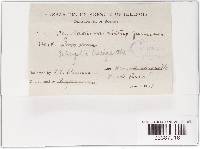 Phyllachora nitens ssp. nitens image