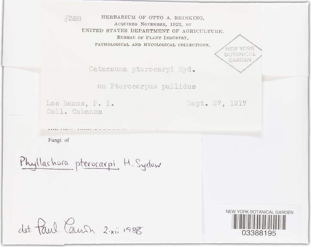 Phyllachora pterocarpi image