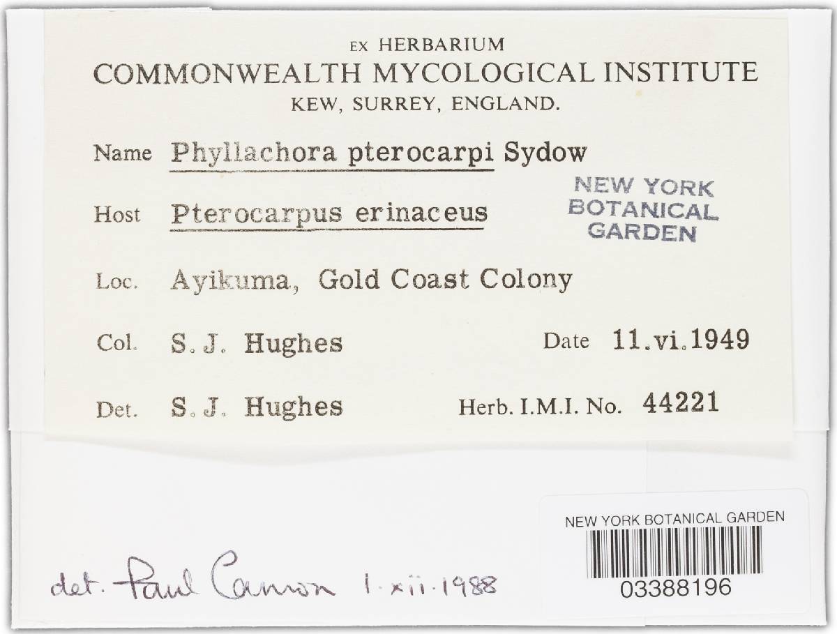 Phyllachora pterocarpi image
