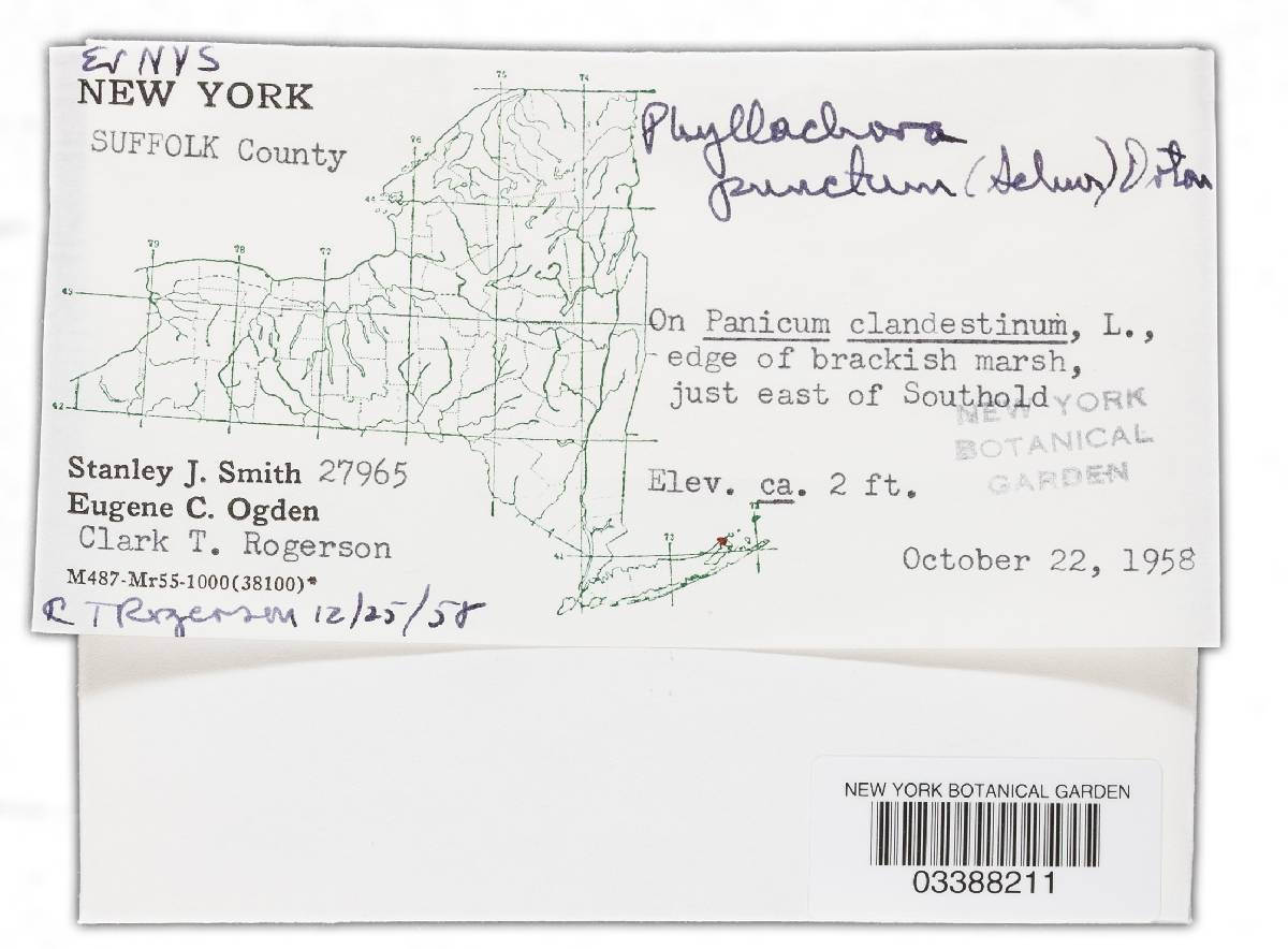 Phyllachora panici image