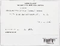 Phyllachora panici image