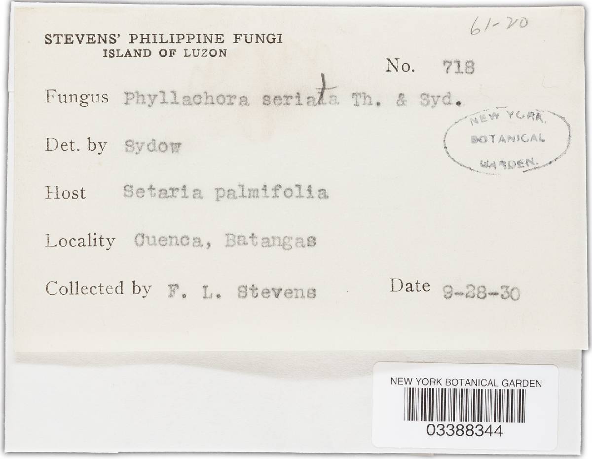 Phyllachora setariicola image