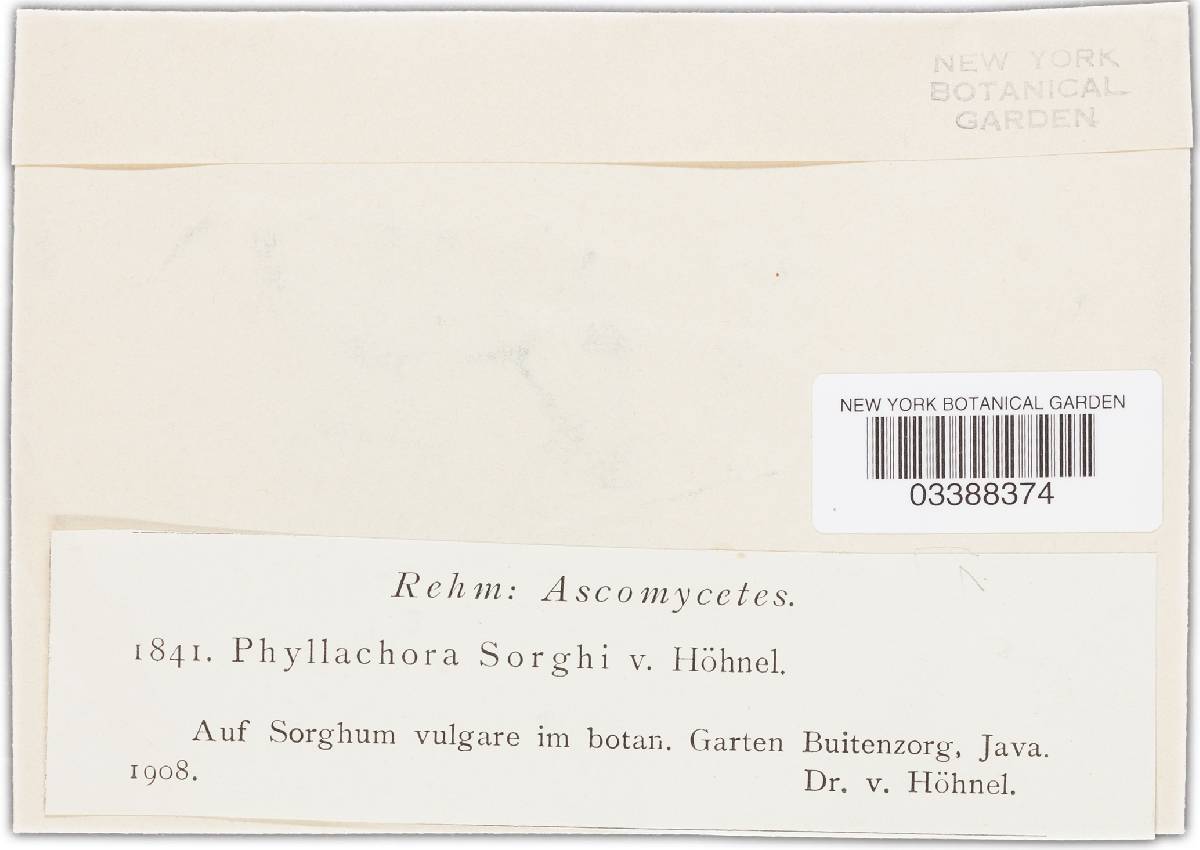 Phyllachora sacchari image