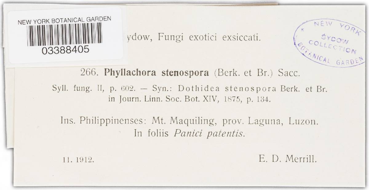 Phyllachora stenospora image