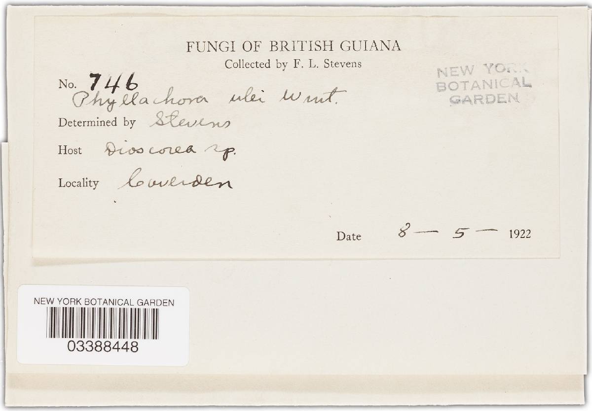 Phyllachora ulei image