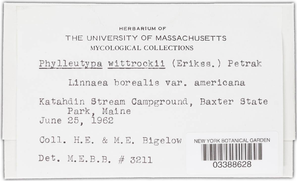Orphnodactylis wittrockii image