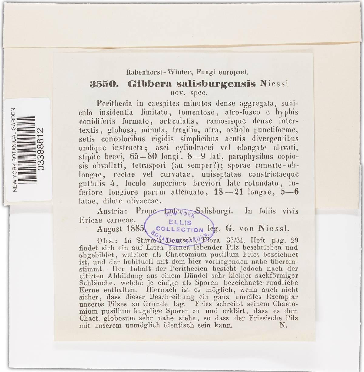 Gibbera salisburgensis image