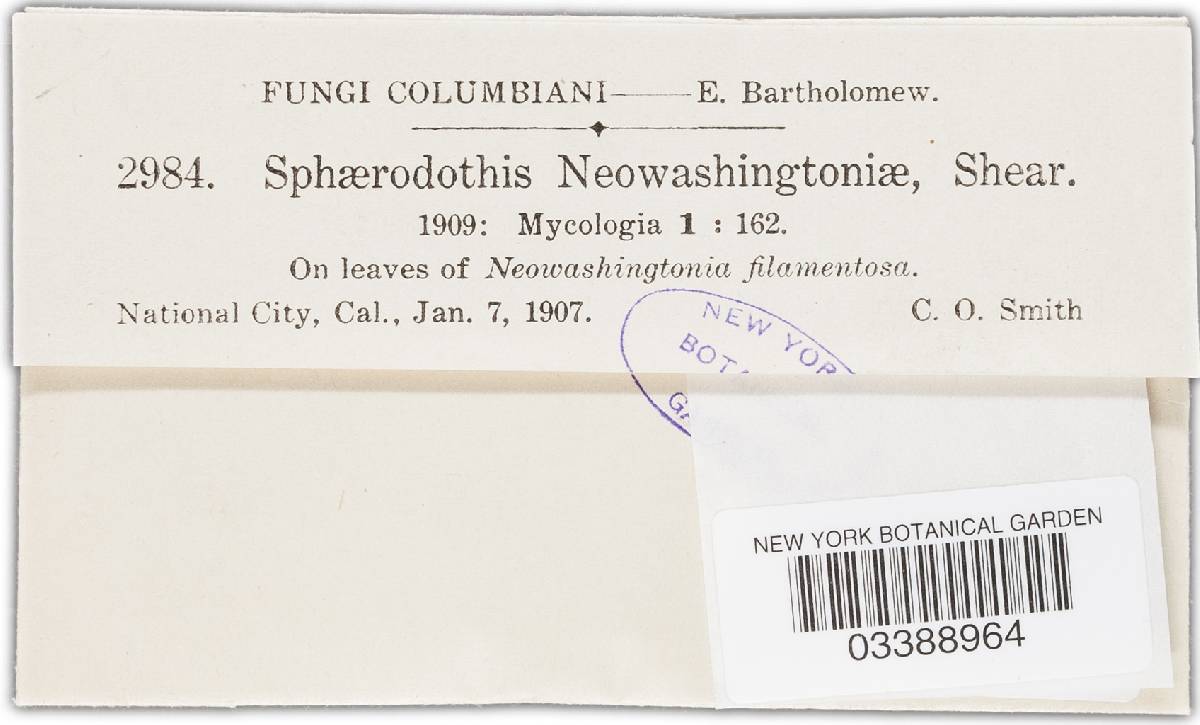 Phaeochoropsis neowashingtoniae image