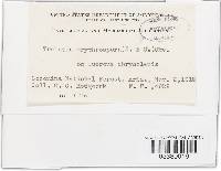 Trabutia erythrospora image