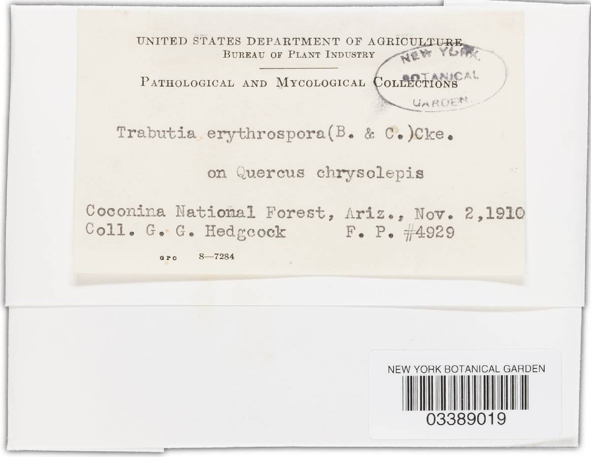 Trabutia erythrospora image