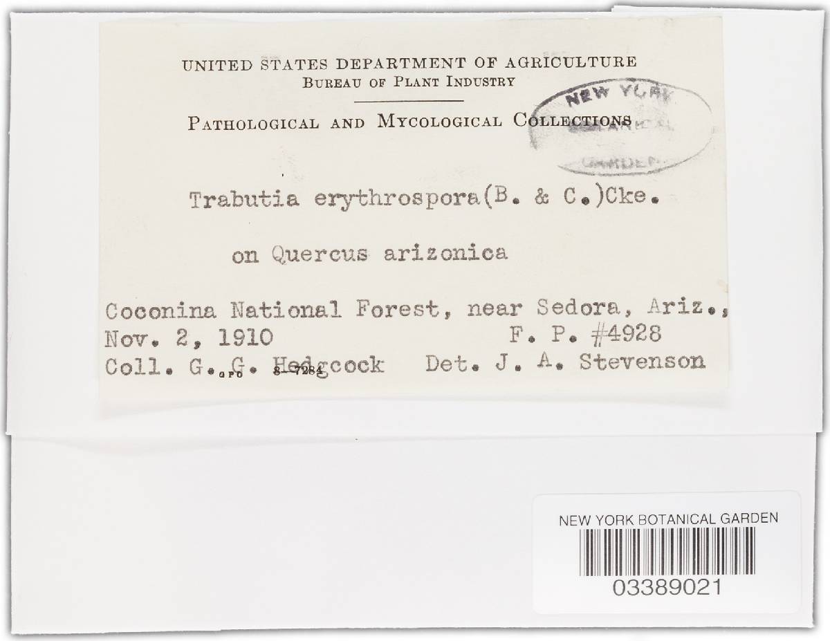 Trabutia erythrospora image