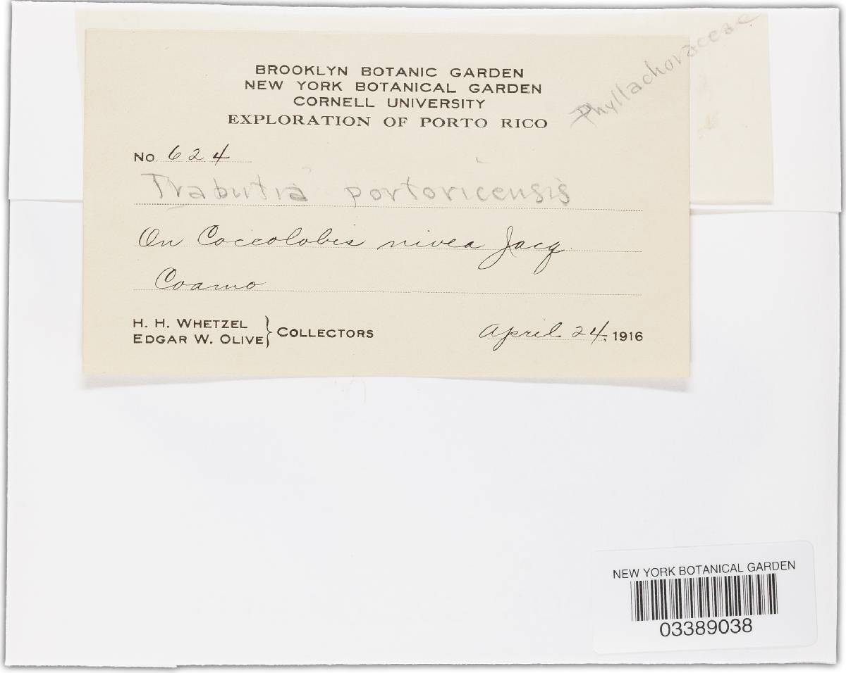 Phyllachora halstediana image