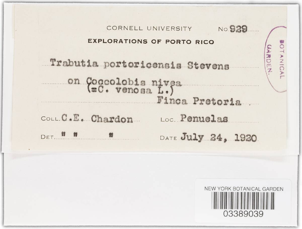 Phyllachora halstediana image
