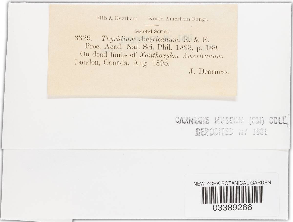 Karstenula image