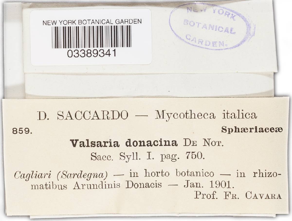 Valsaria donacina image