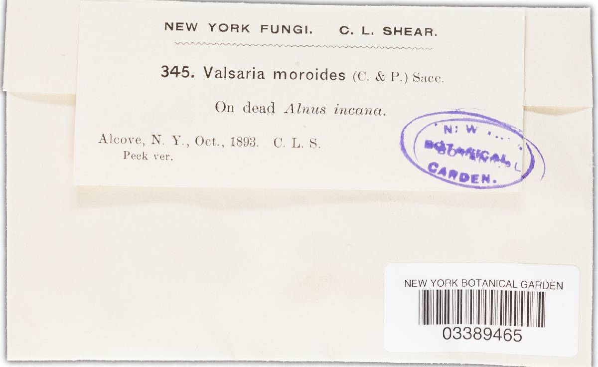 Valsaria moroides image