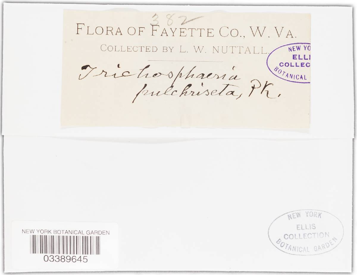 Niesslia pulchriseta image