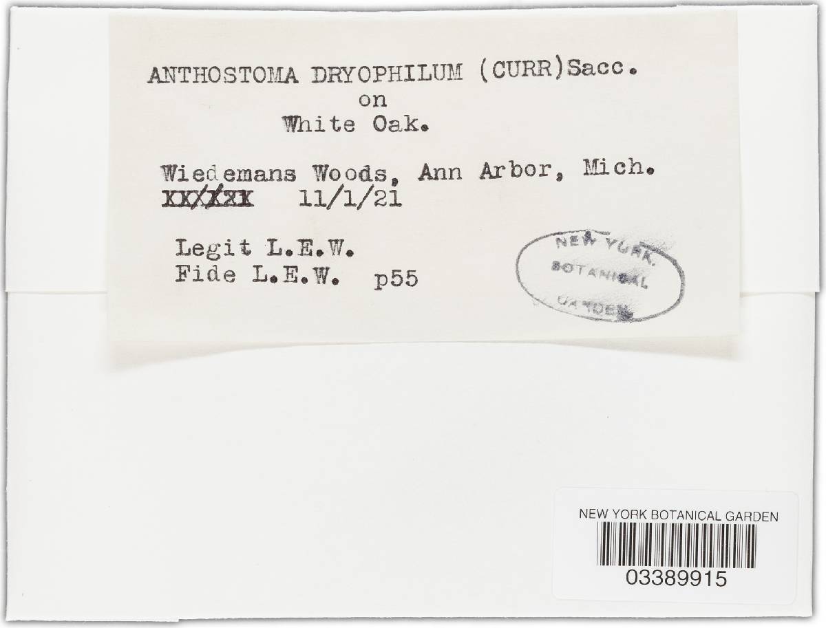 Anthostoma dryophilum image