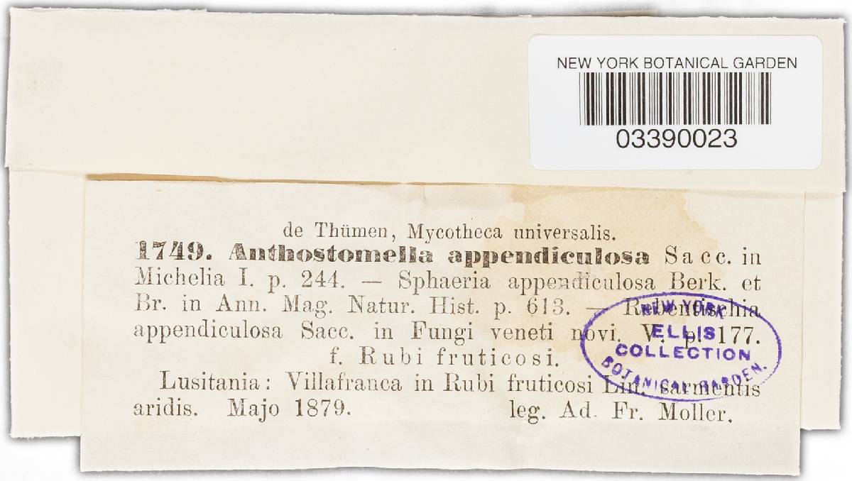 Anthostomella appendiculosa image