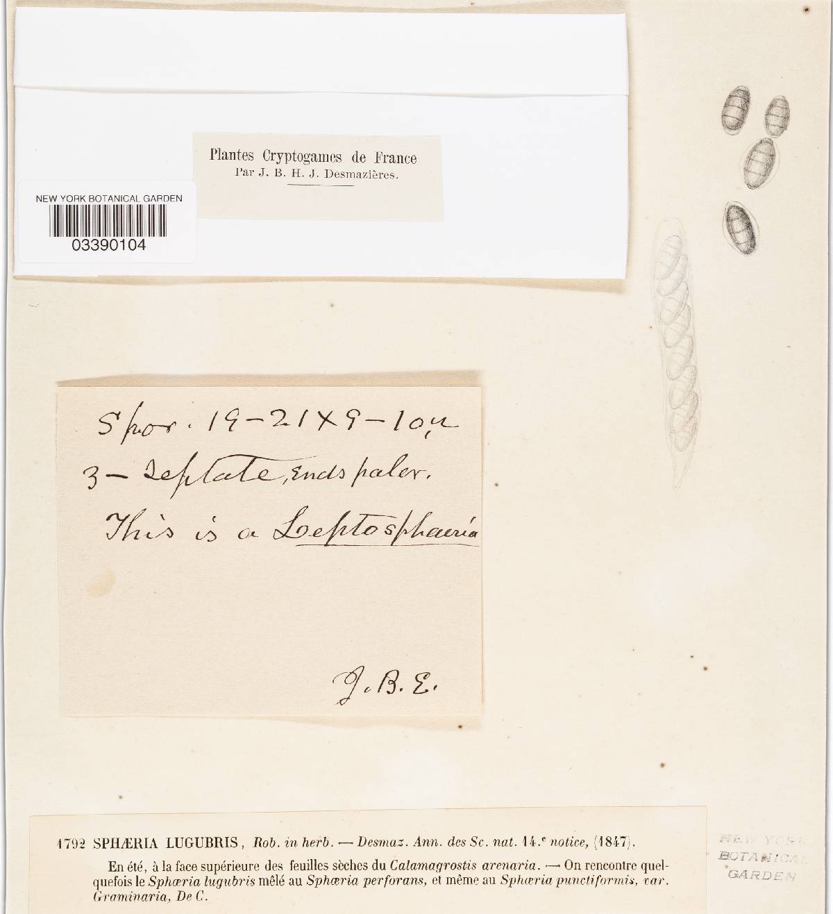 Anthostomella lugubris image
