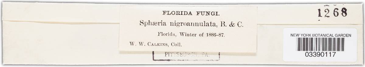 Anthostomella nigroannulata image