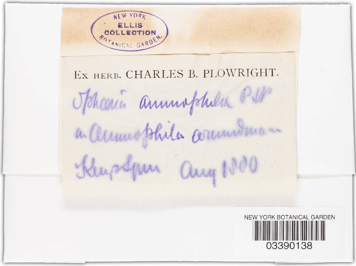 Anthostomella phaeosticta image