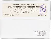 Anthostomella poetschii image