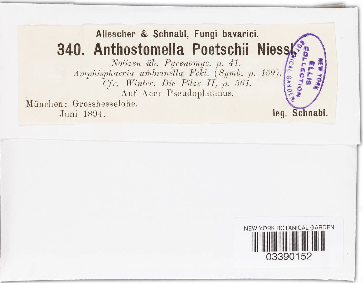 Anthostomella poetschii image