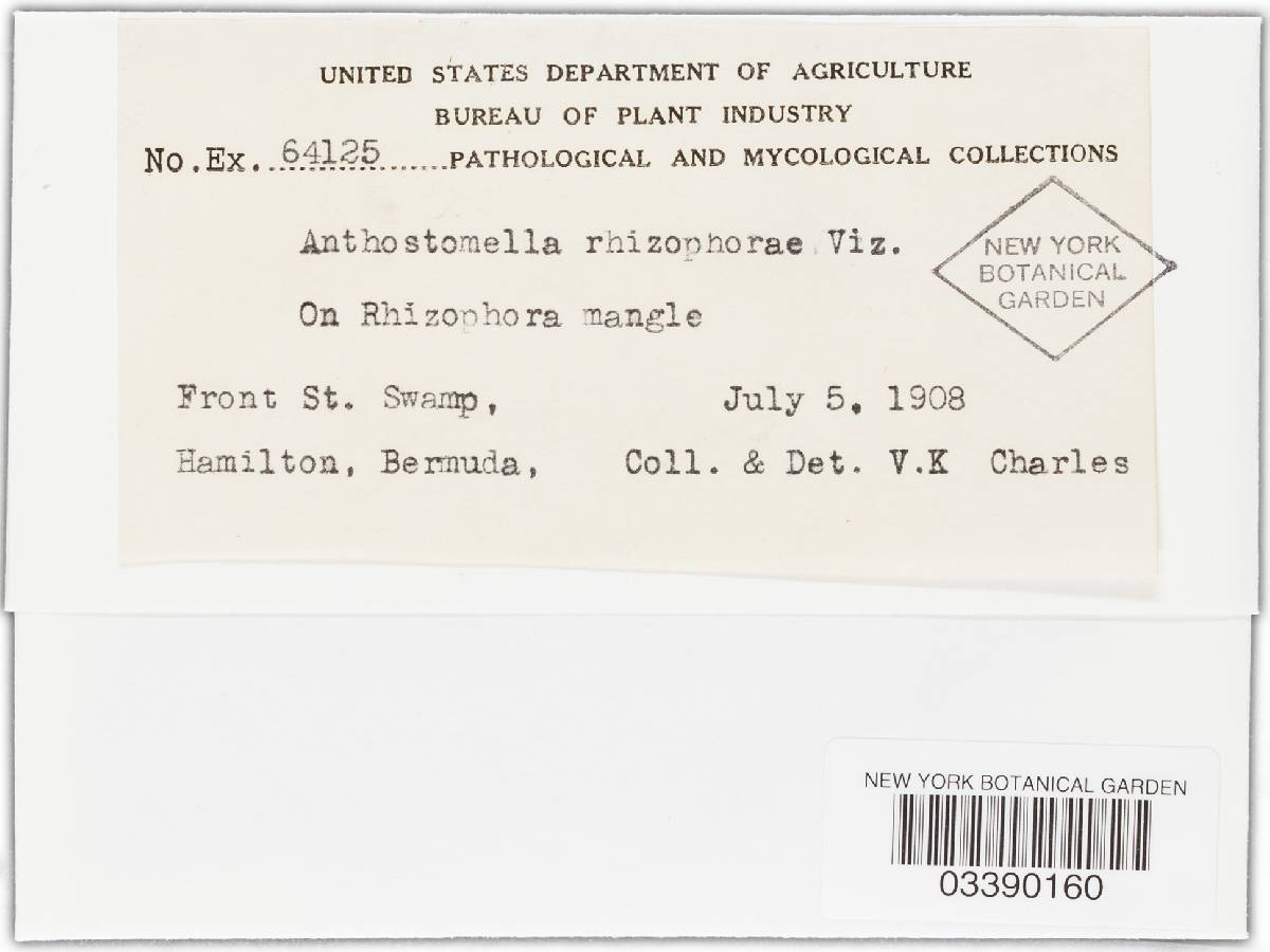 Pterosporidium rhizomorphae image