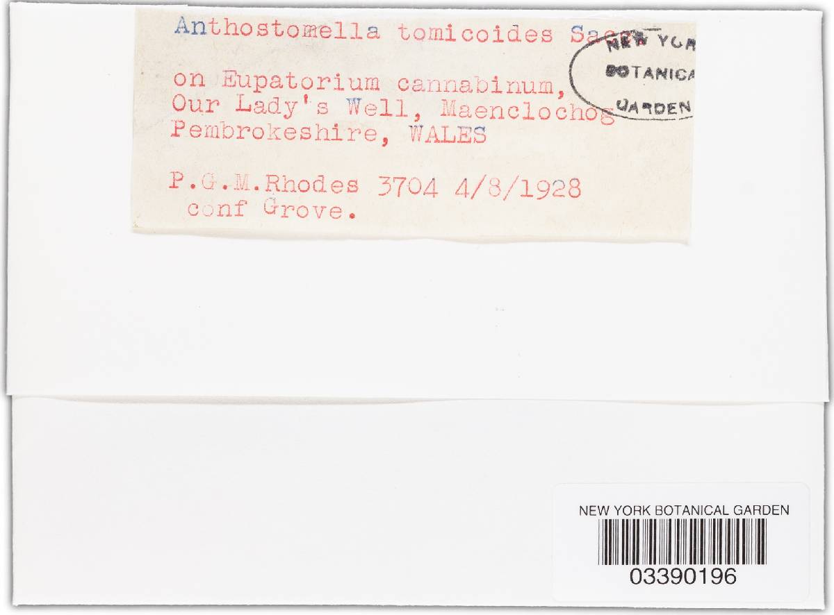 Anthostomella tomicoides image