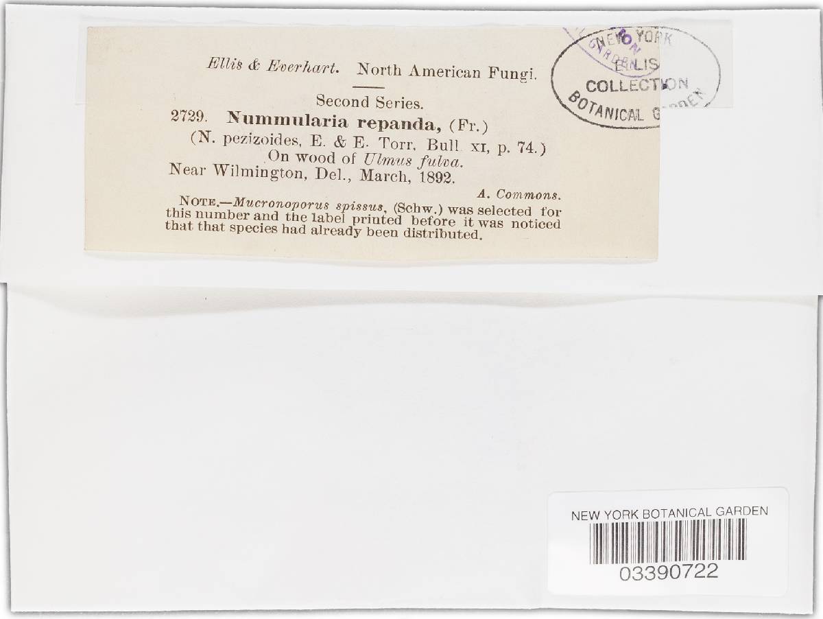 Biscogniauxia repanda image