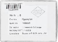 Hypoxylon notatum image