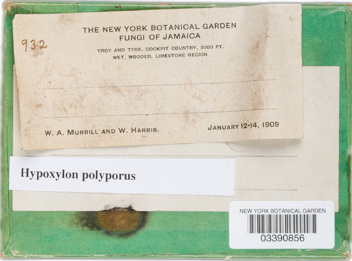 Hypoxylon polyporus image