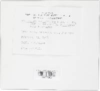 Hypoxylon rubiginosum image