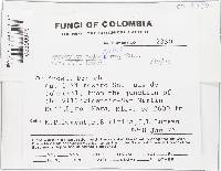 Camillea leprieurii image