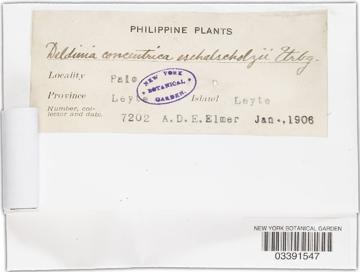 Daldinia eschscholtzii image
