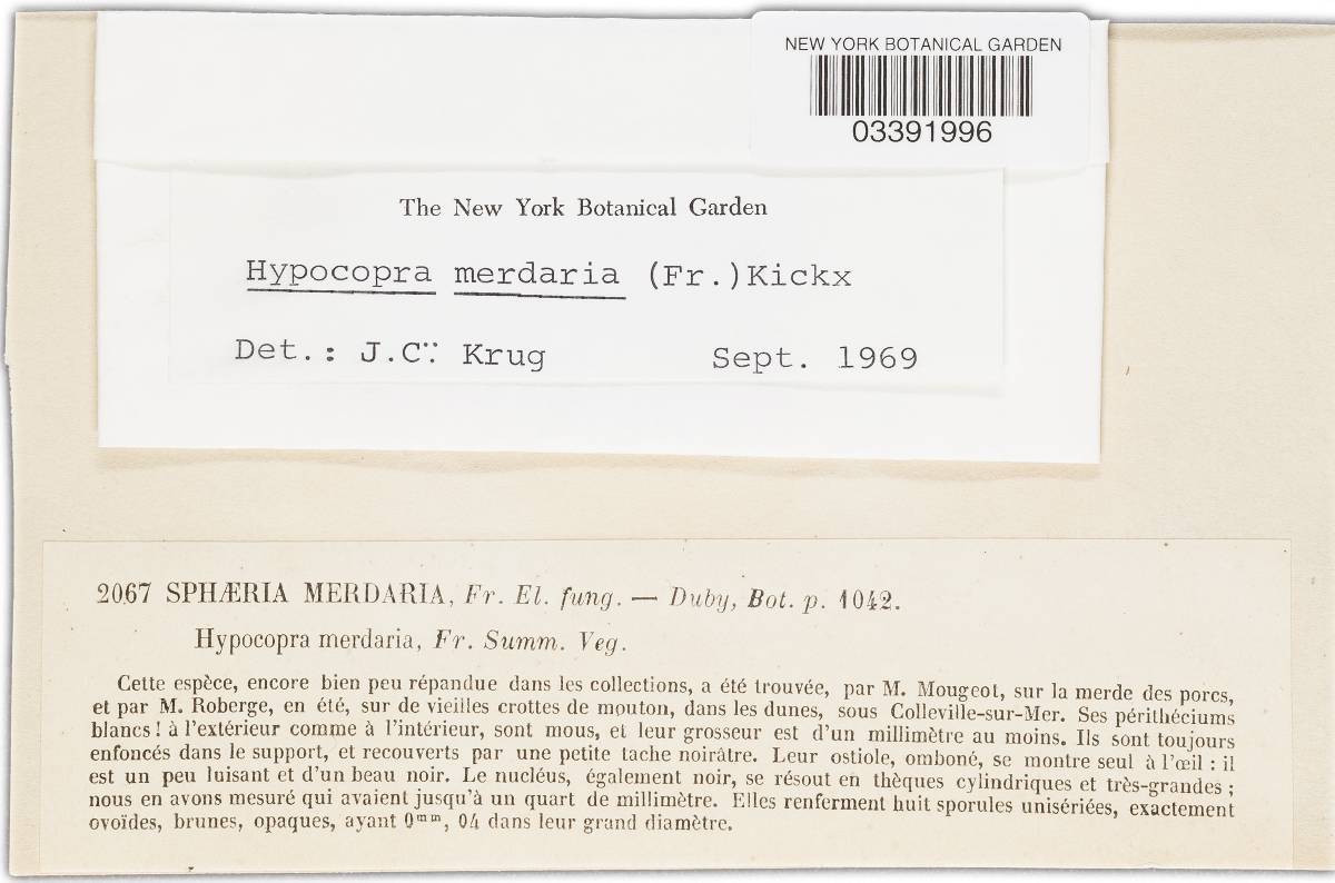 Hypocopra merdaria image