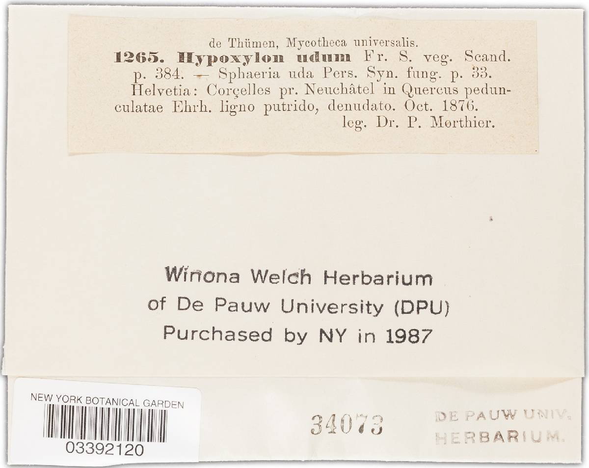 Euepixylon udum image