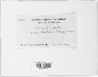Xylaria polymorpha image