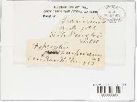 Hypoxylon crocopeplum image