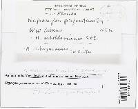 Hypoxylon fuscum image