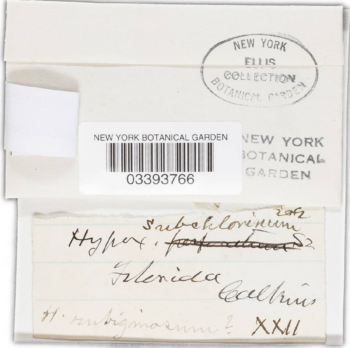 Hypoxylon fuscum image