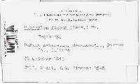 Hypoxylon fuscum image