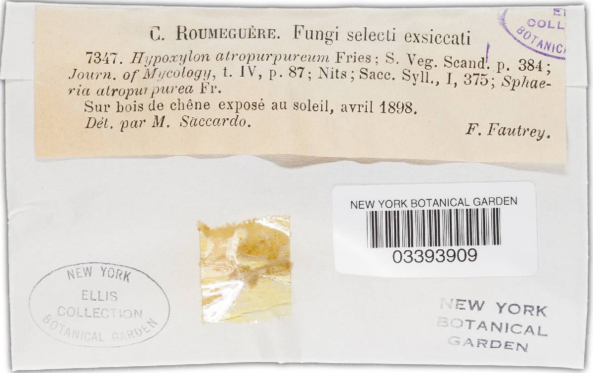 Hypoxylon fuscum image