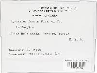 Hypoxylon fuscum image